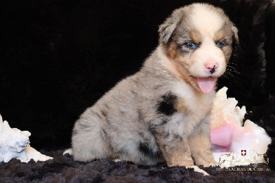 Les chiots de Berger Australien