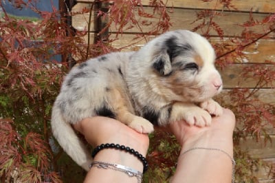 Les chiots de Berger Australien