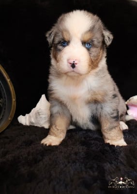 Les chiots de Berger Australien