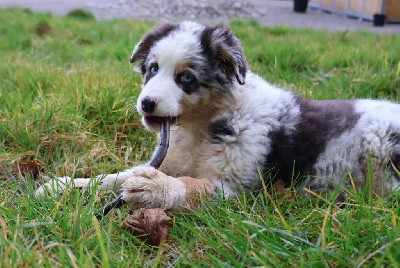 Les chiots de Berger Australien