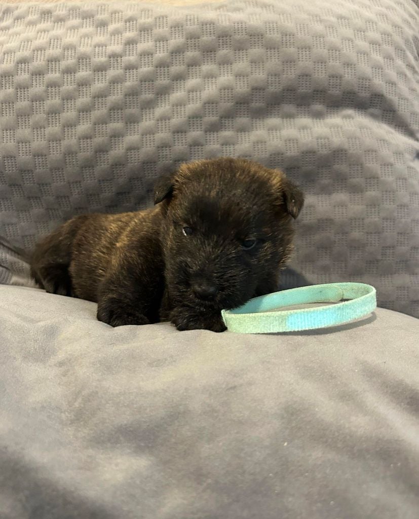 Mâle Collier Bleu Ciel - Scottish Terrier