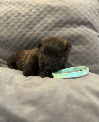 Les chiots de Scottish Terrier