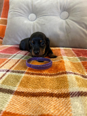 Les chiots de Teckel poil ras