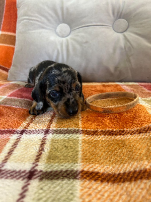 Les chiots de Teckel poil ras