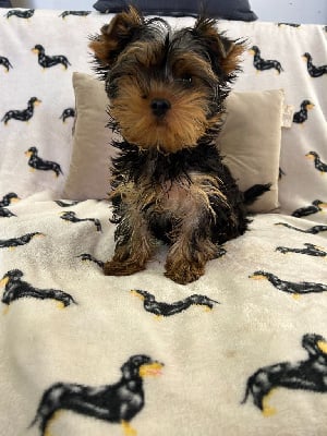 Yorkshire Terrier