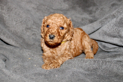 Les chiots de Caniche