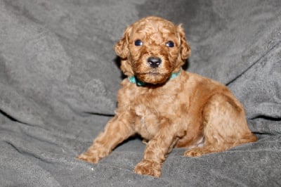 Les chiots de Caniche