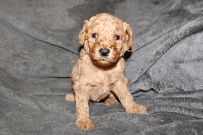 Les chiots de Caniche