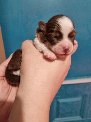 Les chiots de Berger Américain Miniature 