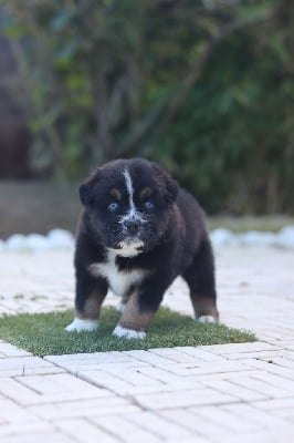 Les chiots de Berger Australien