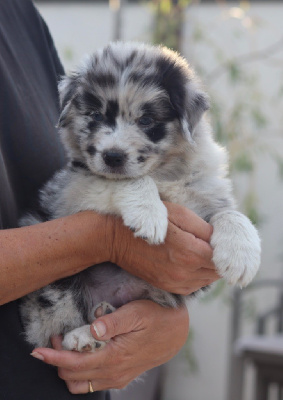 Les chiots de Berger Australien