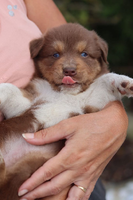 Les chiots de Berger Australien