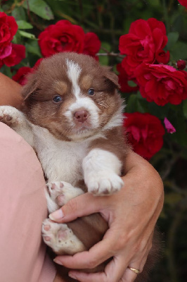 Les chiots de Berger Australien