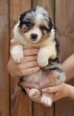 Les chiots de Berger Australien