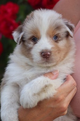 Les chiots de Berger Australien