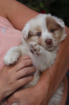 Les chiots de Berger Australien