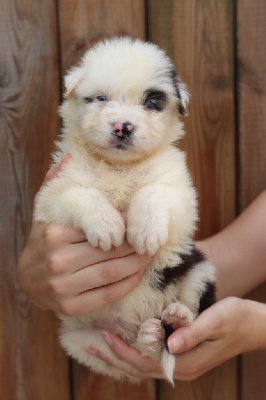 Les chiots de Berger Australien