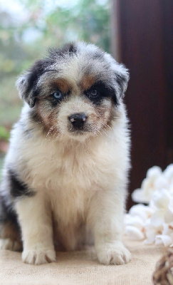 Les chiots de Berger Australien