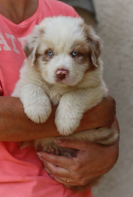 Les chiots de Berger Australien