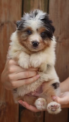 Les chiots de Berger Australien