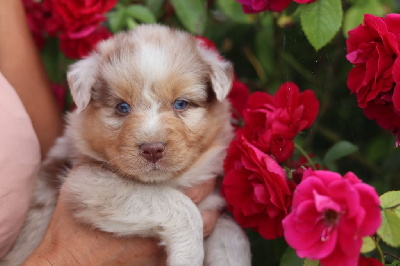 Les chiots de Berger Australien