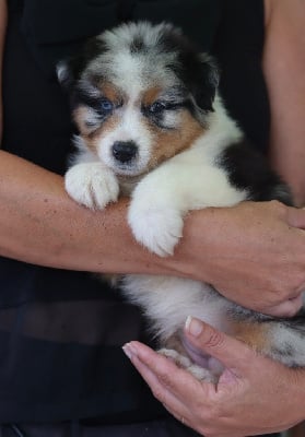 Les chiots de Berger Australien