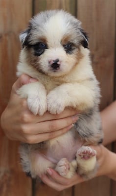 Les chiots de Berger Australien