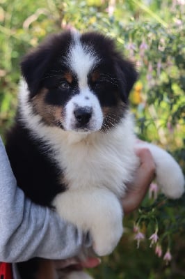 Les chiots de Berger Australien