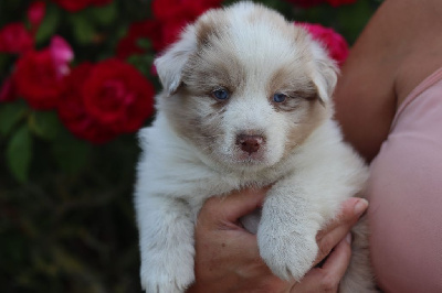 Les chiots de Berger Australien