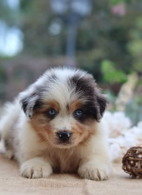 Les chiots de Berger Australien