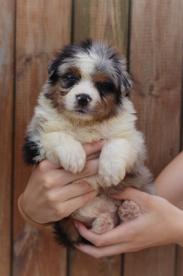 Les chiots de Berger Australien