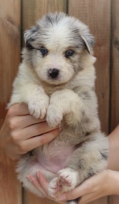 Les chiots de Berger Australien