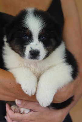 Les chiots de Berger Australien