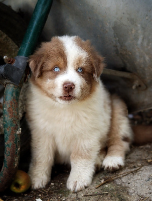 Les chiots de Berger Australien