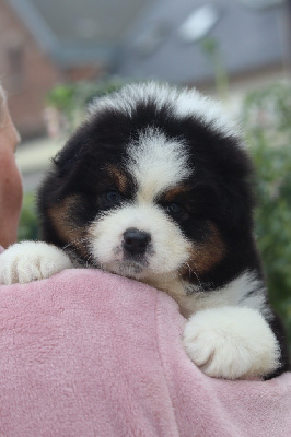 Les chiots de Berger Australien