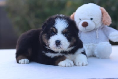 Les chiots de Berger Australien