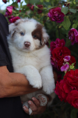 Les chiots de Berger Australien