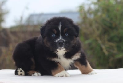 CHIOT 2 - Berger Australien