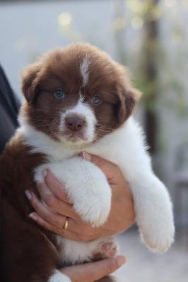 Les chiots de Berger Australien