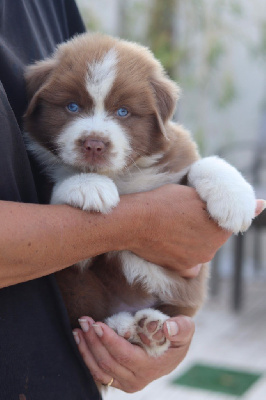 Les chiots de Berger Australien