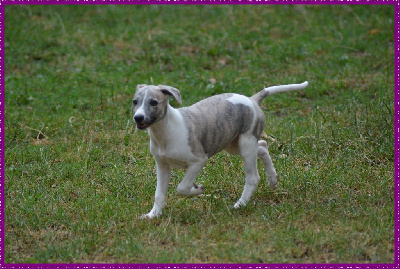 Les chiots de Whippet