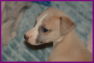 Les chiots de Whippet