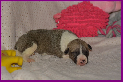 Les chiots de Whippet