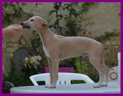 Les chiots de Whippet