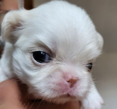 Les chiots de Epagneul Japonais