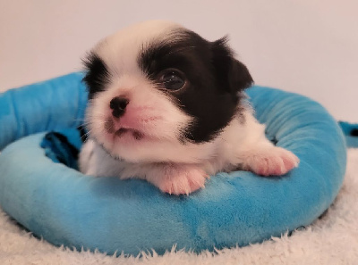 Les chiots de Epagneul Japonais