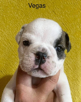 Les chiots de Bulldog Anglais