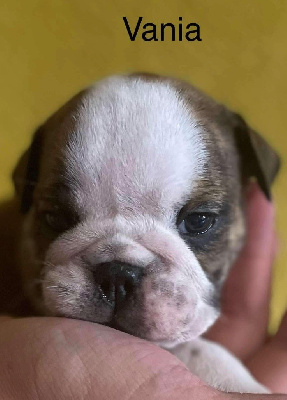 Les chiots de Bulldog Anglais