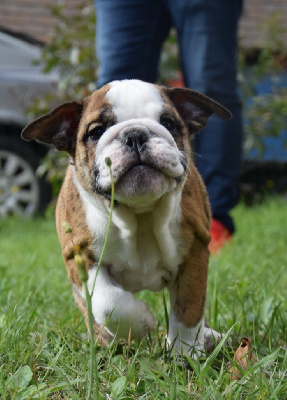 Les chiots de Bulldog Anglais