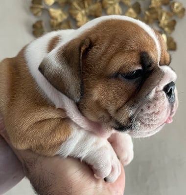 Les chiots de Bulldog Anglais